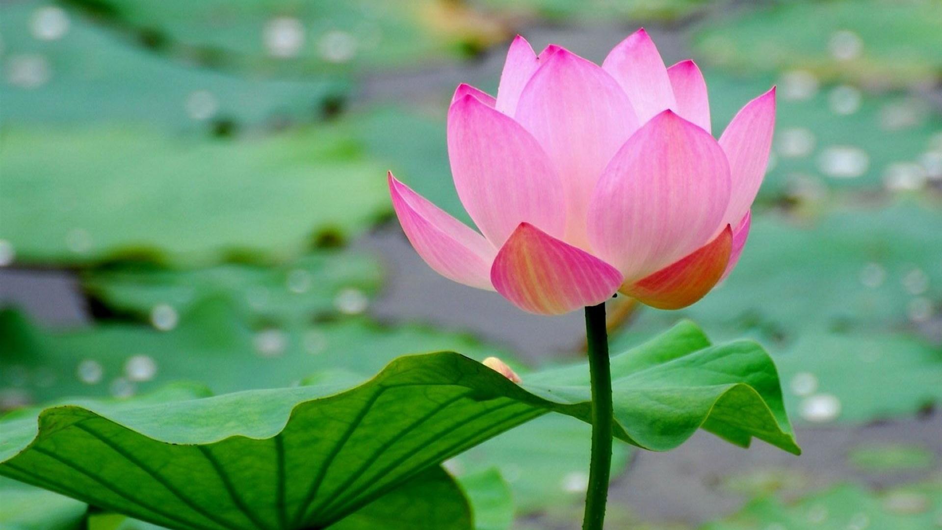 wallpaper-lotus-pink-paper-house-flowers-desktop-wallwuzz-hd-wallpaper-19223